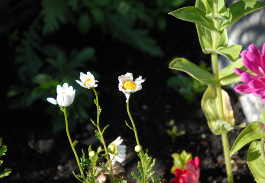 2015 Hidden Garden Tour