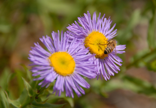 2016 Hidden Garden Tour